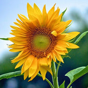 Sunflower oil ingredient in Rosemira Skincare for hydrating and softening skin